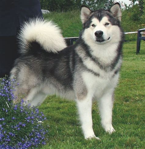 Alaskan Malamute Temperament - Pets Lovers