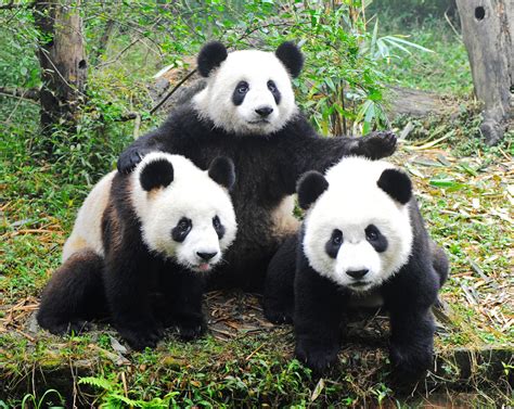 Three Giant Pandas jigsaw puzzle in Animals puzzles on TheJigsawPuzzles.com