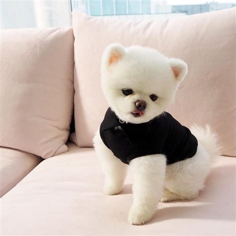 25 Teddy Bear Dog Breeds - Shichon, Morkie, Cockapoo | Teddy bear dog, Teddy dog, Bear dog breed