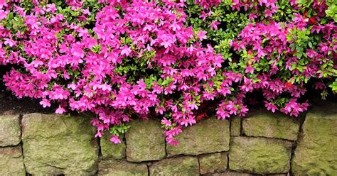 How to Grow and Care for Azaleas