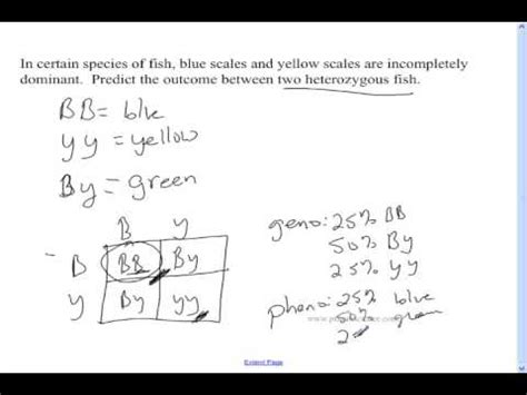 Codominance Examples Punnett Square