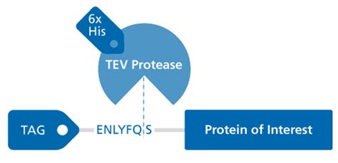 Razor(TM) TEV Protease | Biomol GmbH | Biomol.com