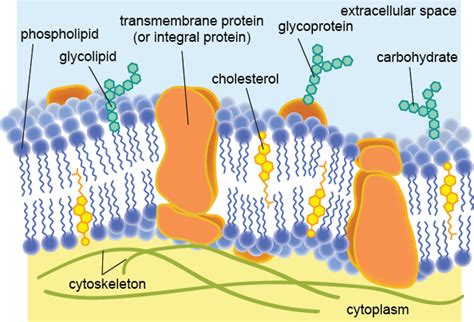 1.3 Membrane structure - BIOLOGY4IBDP