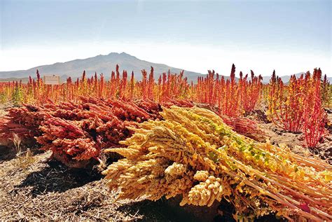 Growing Quinoa: A Complete Guide on How to Plant, Grow, & Harvest Quinoa