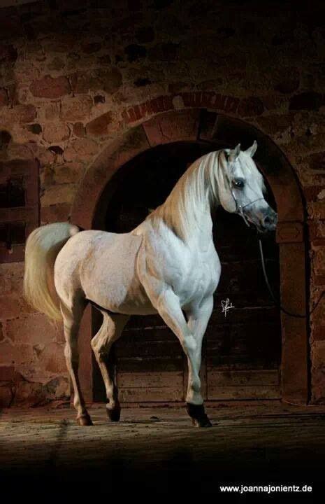 Al Lahab | Beautiful horses, Most beautiful horses, White horses