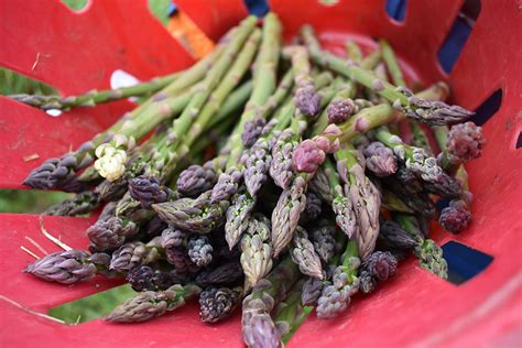 Photo Gallery: Harvesting asparagus - Hudson Valley Farm Hub