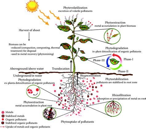 1 Schematic representation of various phytoremediation strategies ...