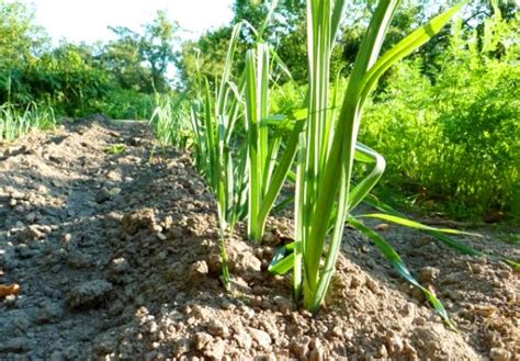 Leek varieties: overview, characteristics and useful properties ...