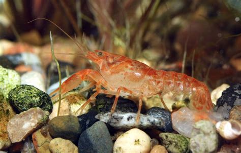 Mexican Dwarf Crayfish Care: Proper Tank Setup & Breeding