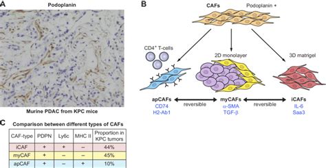 A: cancer-associated fibroblasts (CAFs) can be stained by the pan-CAF ...