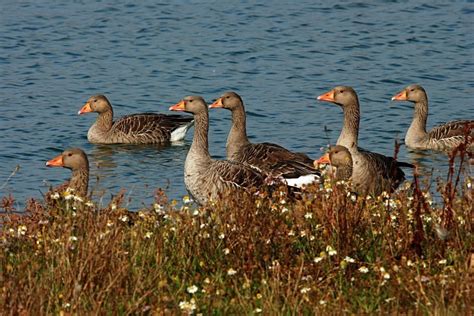 Greylag Geese