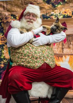 Free Images : dogs, love, tradition, event, santa claus, fawn, sporting group, plant, tourism ...