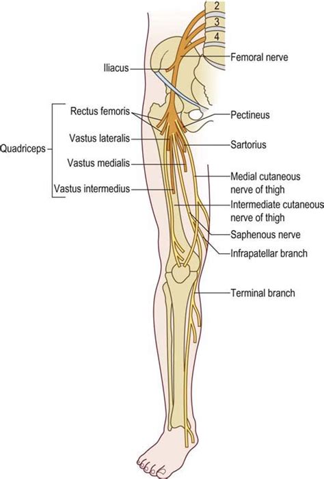 Femoral Nerve