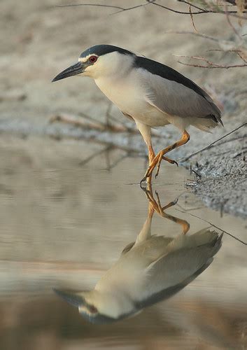 Birds of Death Valley · iNaturalist.org