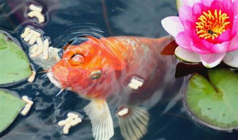 Making A Backyard Goldfish Pond | Ludwig's Feed Store