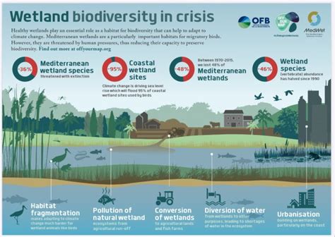 World Wetlands Day 2020: life thrives in wetlands | Medwet