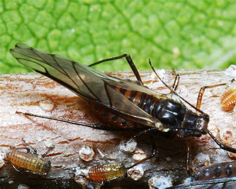 Aphids on birch: identification, images, ecology and control