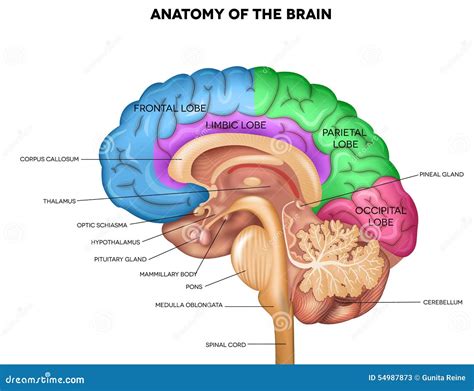 Inside Human Brain Diagram Labeled