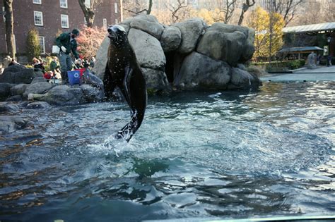 Sea Lion Feeding Time Central Park Zoo – Ruth E. Hendricks Photography