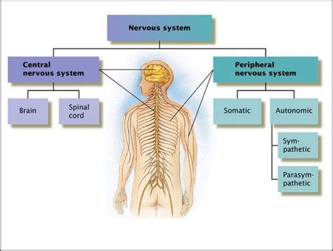 Peripheral nervous system, Nervous system, Nervous system structure