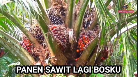 panen buah kelapa sawit malaysia - YouTube