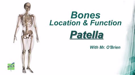 Patella: Bones Location & Function - YouTube