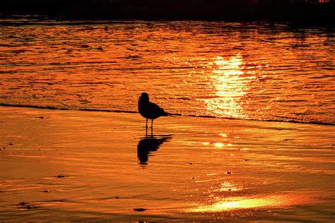 Sunrise silhouette Photograph by Robert Carter - Fine Art America