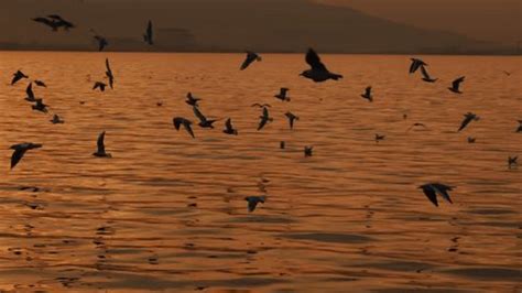 Flying Bird Seagulls Sunset Light Stock Footage Video (100% Royalty-free) 1099646439 | Shutterstock