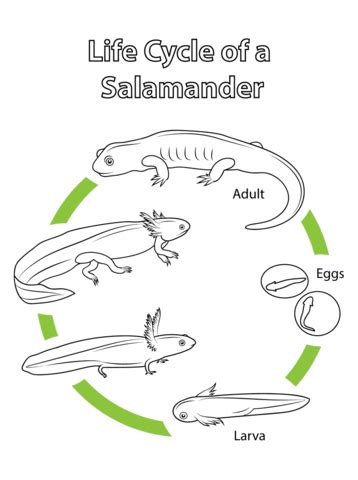 Life Cycle of a Salamander Coloring page | Life cycles, Salamander