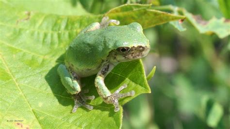 These 5 Animals are Always Wearing Green – Your Connection to Wildlife