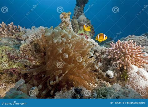 Anemone and anemonefish stock photo. Image of lake, rolling - 11961416