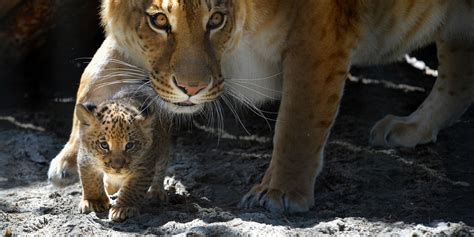 Baby Ligers And Tigons