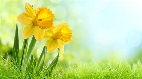 Download Wallpaper 1600x900 Yellow daffodils flowers, weed HD Background