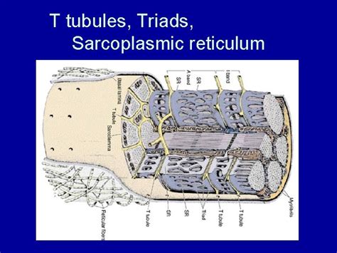 MUSCLE TISSUE 1 Skeletal muscle 2 Cardiac muscle