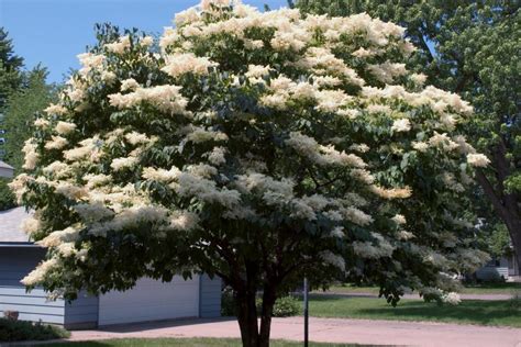 18 Lilac Varieties | HGTV