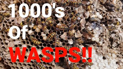 Yellow Jackets INFESTATION in ALABAMA! | Wasp Nest Removal | #628DirtRoosterBees #YappysBeeman ...