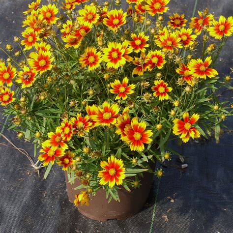 Coreopsis LIL BANG Daybreak - Buy Tickseed Perennials Online