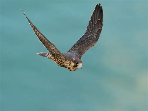 Juvenile Peregrine Falcons (Identification Guide with… | Birdfact