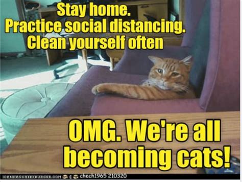 Cats and the coronavirus quarantine – memes on the web – Cat in the Box LLC