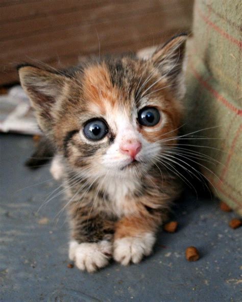 A Cute Little Kitten - Cats Photo (36498604) - Fanpop