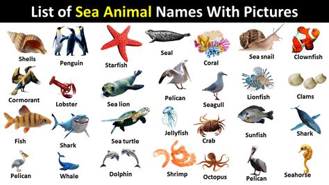 sea animals Archives - Vocabulary Point