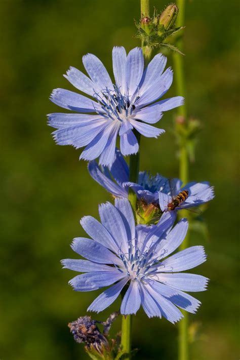 A simple guide to the wildflowers of Britain - Country Life | Wild ...