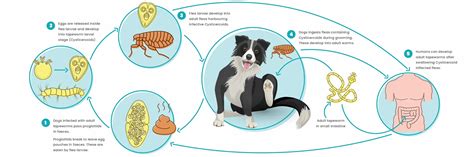 Can Tapeworm Be Passed From Dog To Human