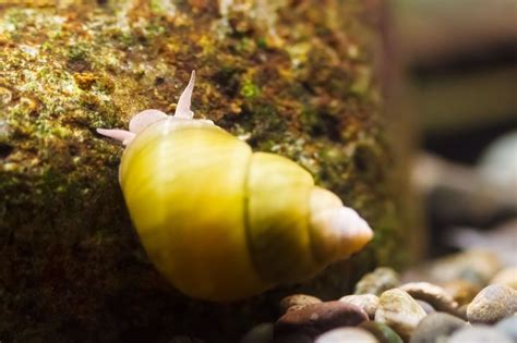 Japanese Trapdoor Snail: How To Care For Viviparus Malleattus