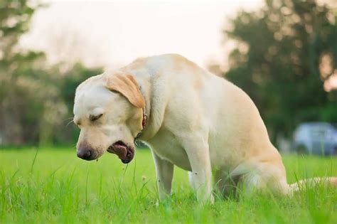 Heimlich Maneuver for Dogs and Cats | Red Dog Blue Kat