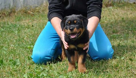 Rottweiler Training At Home: Commands And Education Pets Feed