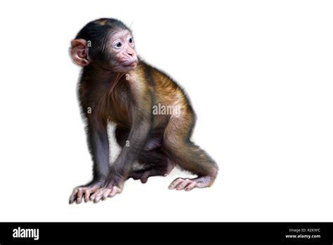 barbary macaques baby Stock Photo - Alamy