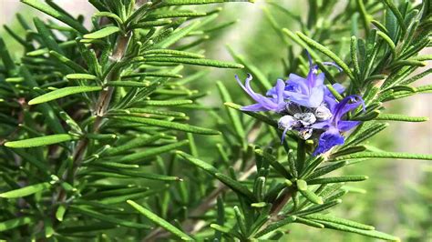 13 Effective Health Benefits Of Rosemary Herb - Yabibo