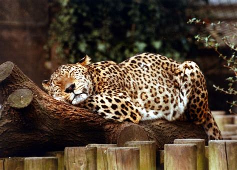 Just 18 Snoozing Animal Photos To Take Your Mind Off Politics | HuffPost