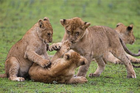 Africa Tanzania African Lion Cubs Photograph by Ralph H. Bendjebar ...